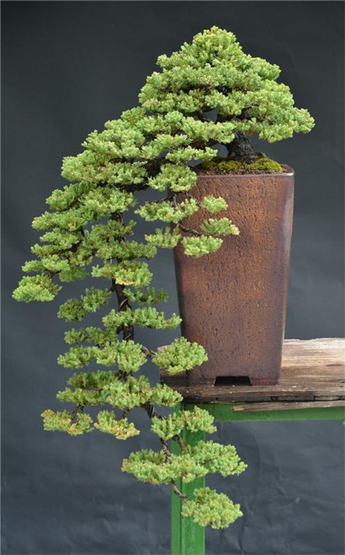 Bonsai -puun ylläpito Bonsai -lajit Repot bonsai