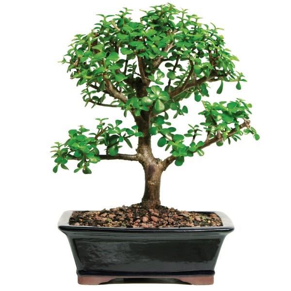 Bonsai -puun pyöreät lehdet