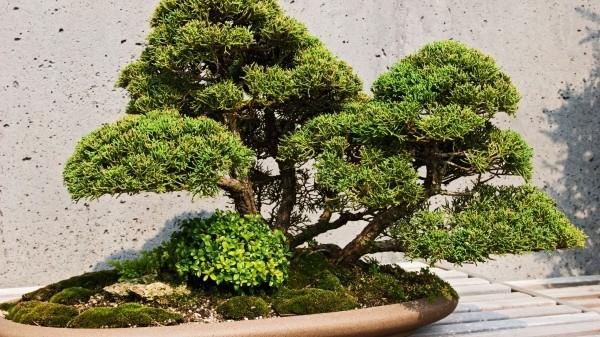 Bonsai -puu kaunis tekstuuri lehdillä