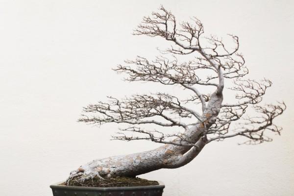 Bonsai -puu, skandinaavinen idea