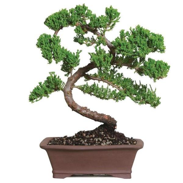 Bonsai puu suuri käännöksiä