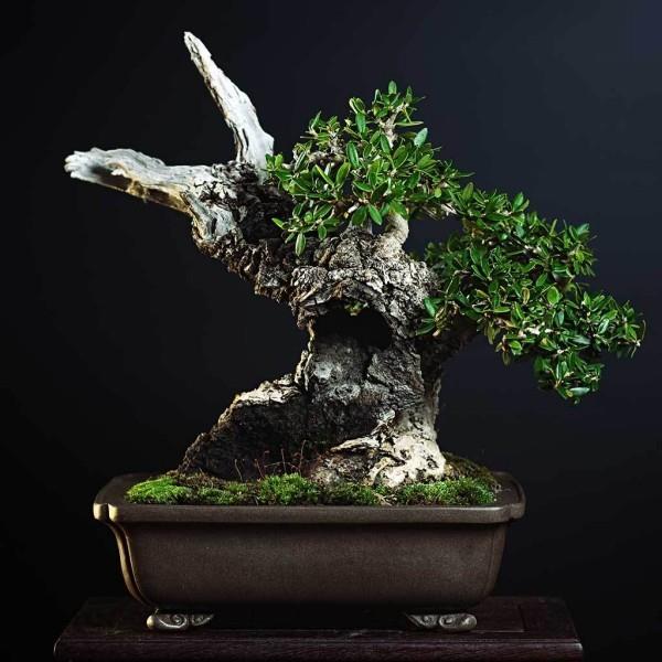 Bonsai -puu - hienot sakset ja lehdet