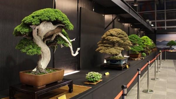 Bonsai -puu - loistava museo