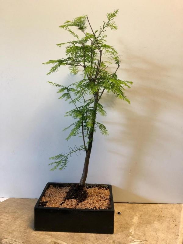 Bonsai -puu suuri kasvisänky