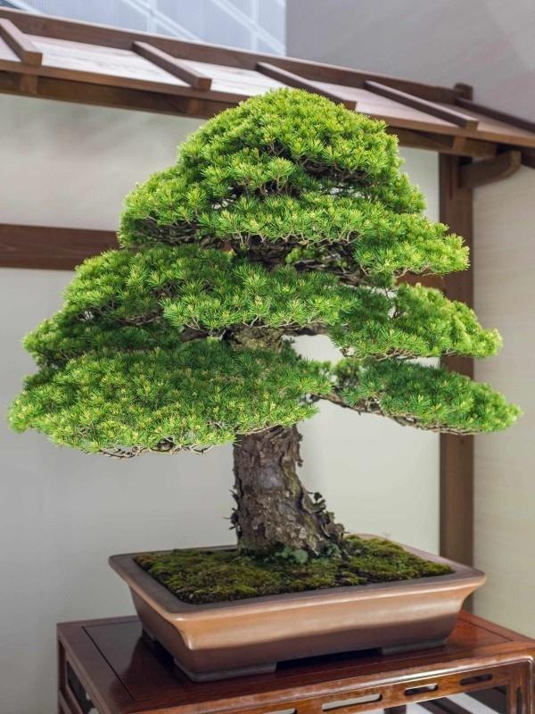 Bonsai -puu kuin sademetsässä