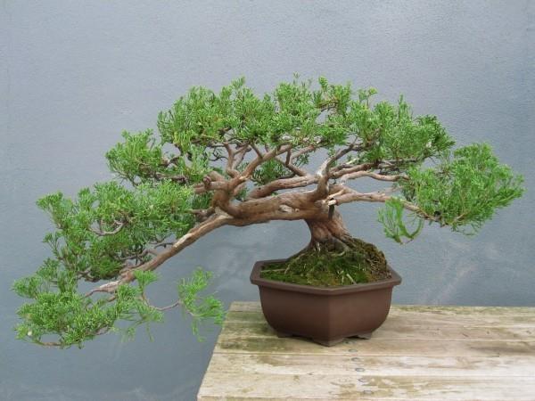 Bonsai -puu ihana idea