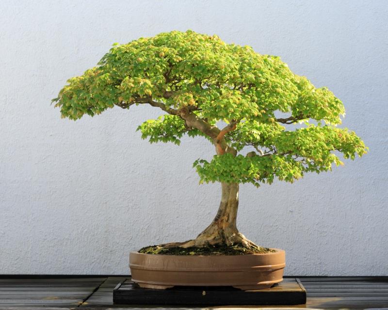 Bonsai hoito Bonsai -lajit Repot bonsai -puut