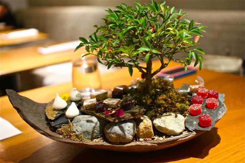 Bonsai hoito Bonsai leikkaa Feng Shui -kasvit