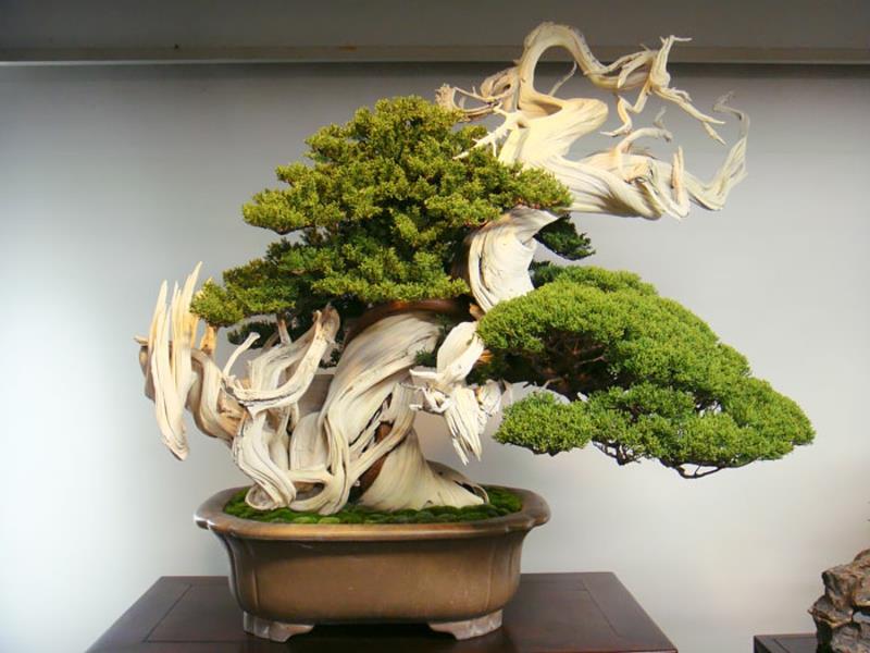 Bonsai hoito epätavallinen muoto erilaisia ​​bonsai