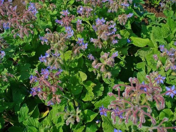 Borago officinalis sininen väri puutarha trendit