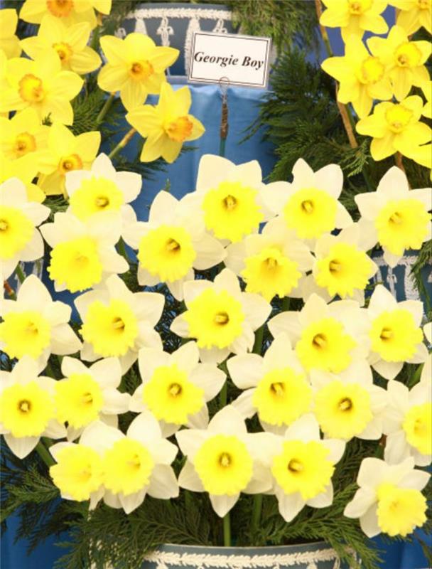Kasvitieteellinen nimi Georgie Boy Daffodil