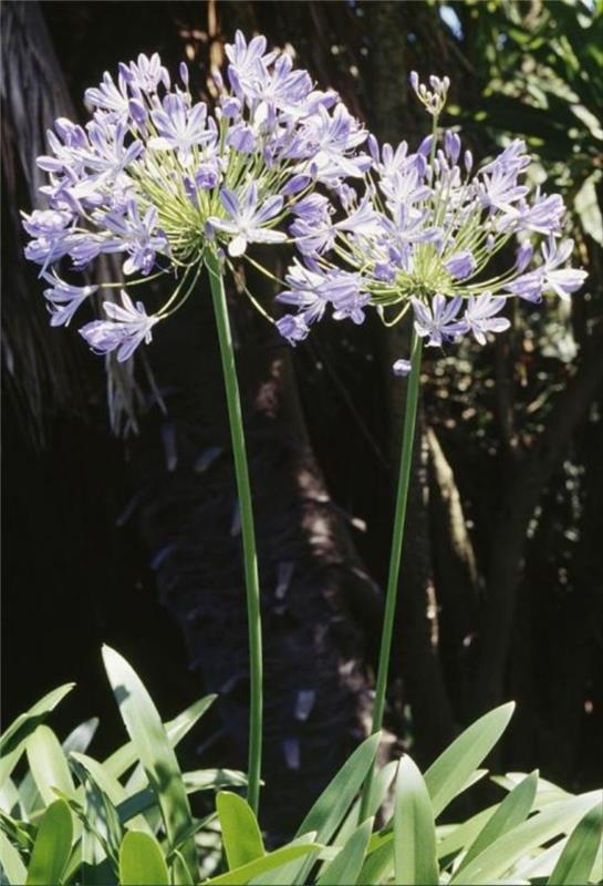 Kasvitieteellinen nimi Kuningatar Äiti Agapanthus