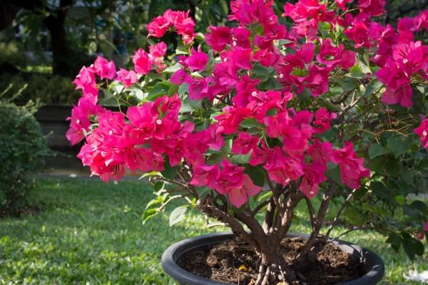 Bougainvillea -hoitovinkkejä ja mielenkiintoisia faktoja kolminkertaisesta kukka -bonsai -ruukusta