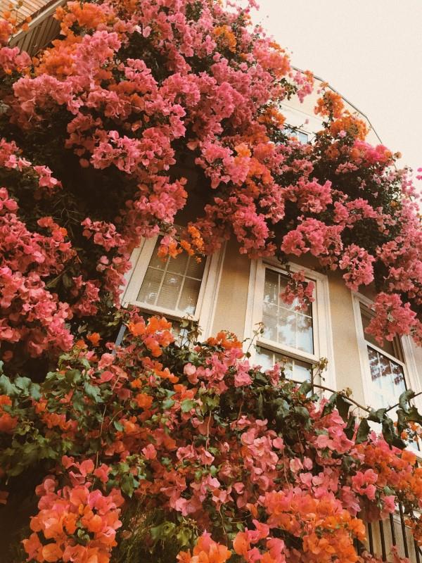 Bougainvillea -hoitovinkkejä ja asioita, jotka kannattaa tietää triplet -kukka -kerma -oranssi kukka -yksityisyysnäytöstä