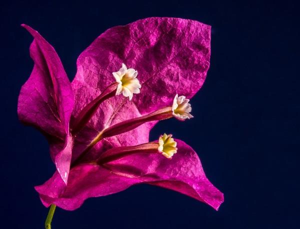 Bougainvillean hoitovinkkejä ja mielenkiintoisia faktoja kolmoskukan violetin kukan lähikuvasta