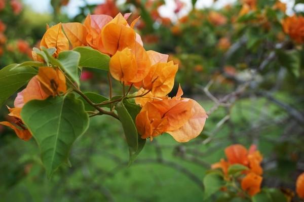 Bougainvillean hoitovinkkejä ja asioita, jotka kannattaa tietää kolminkertaisesta appelsiinikukkapuutarhasta