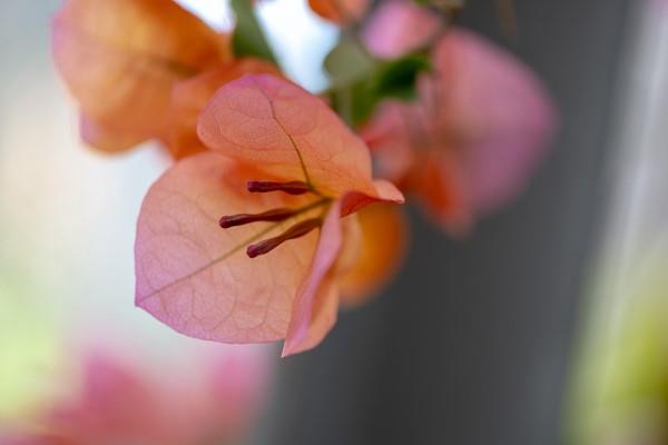 Bougainvillean hoitovinkkejä ja mielenkiintoisia faktoja kolmoiskukkien persikanväristä