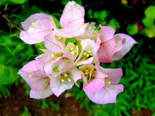 Bougainvillean hoitovinkkejä ja mielenkiintoisia faktoja kolminkertaisista kukista vaaleanpunaisista kukista kauniisti hellävaraisia