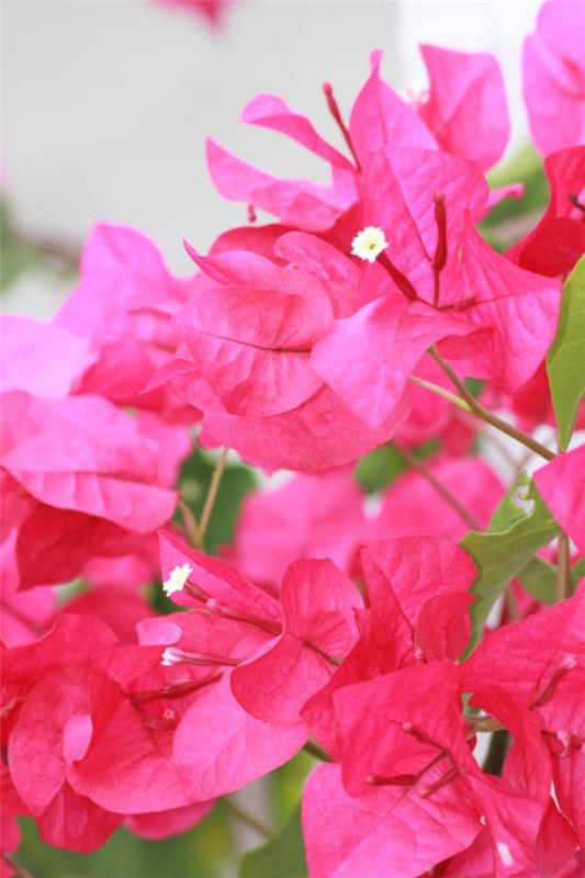 Bougainvillea -hoitovinkkejä ja mielenkiintoisia faktoja kolmoiskukasta vaaleanpunaiset violetit kukat kauniita
