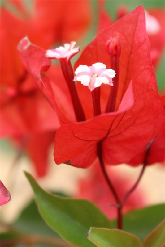 Bougainvillean hoitovinkkejä ja mielenkiintoisia faktoja kolminkertaisesta kukasta punaiset kukat valkoiset kukat