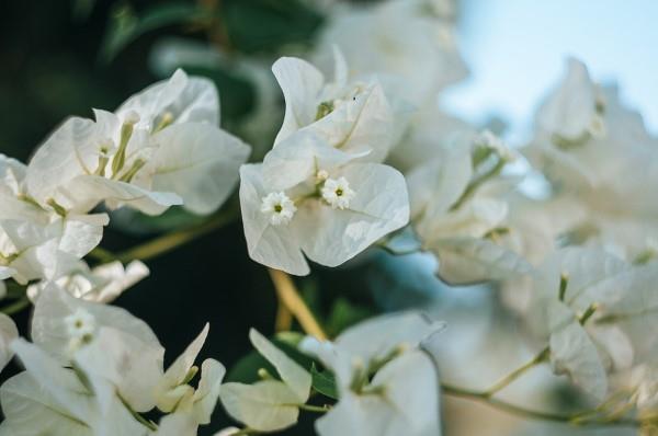 Bougainvillea -hoito -vinkkejä ja asioita, jotka kannattaa tietää kolminkertaisista valkoisista kukista