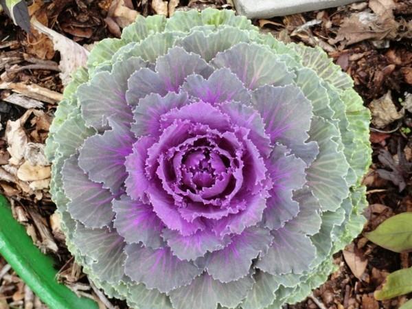 Brassica oleracea var. Acephala koristekaali kestävät parvekekasvit
