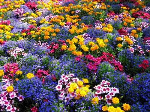 Värikäs puutarhasuunnittelu ja puutarhan koristelu upeita kukkia