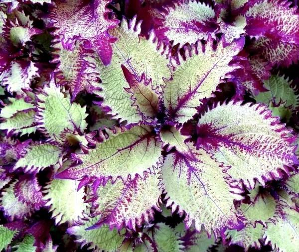Värillisiä nokkosenhoitovinkkejä ja mielenkiintoisia faktoja värikkäästä katseenvangitsijasta valkoisesta violetista aaltoilevasta lajikkeesta