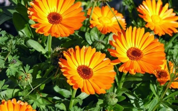 Calendula officinalis kehäkukka mehiläinen laidun