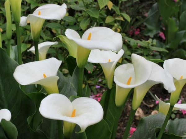 Calla kukkapuutarhakasvien hoito