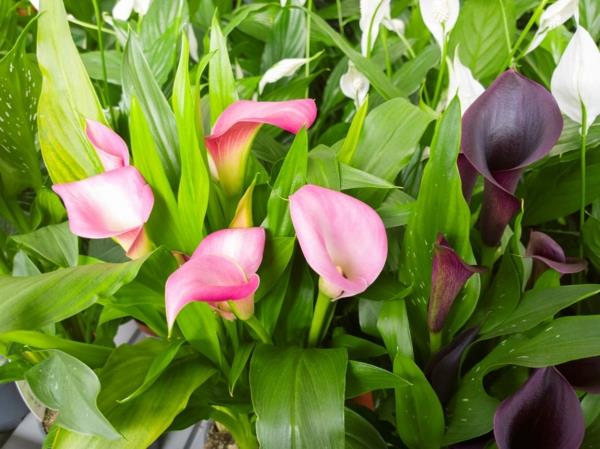 Calla kukka puutarhakasvit calla hoito