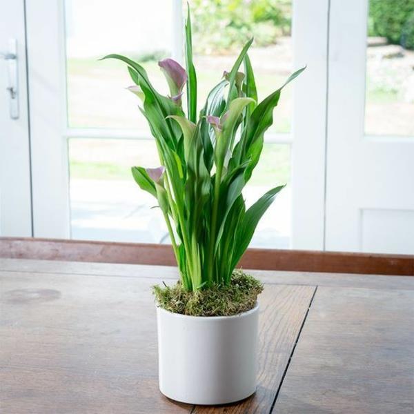 Calla kukka sisätiloissa calla kukkaruukku calla kasvi