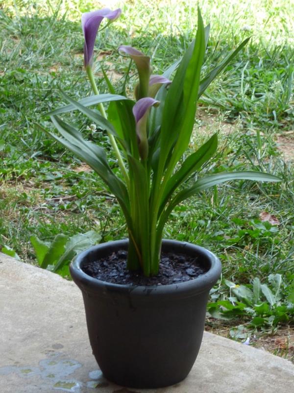 Calla kukka sisätiloissa calla calla kasvi potin hoidossa