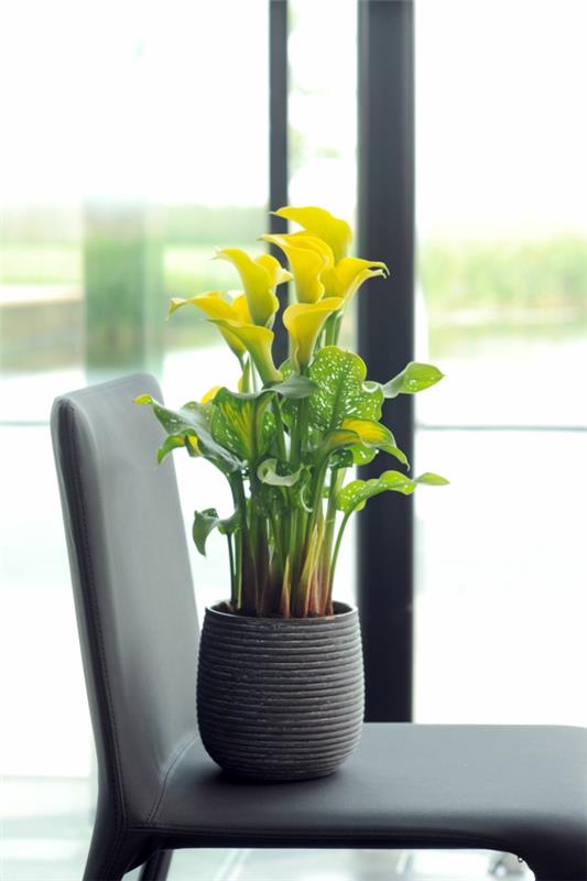 Calla kukka sisätiloissa calla calla kasvi potissa