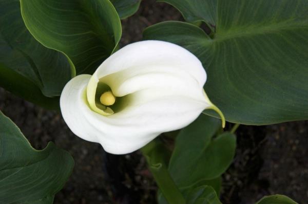 Calla kukka sisätiloissa calla calla hoito kukinta valkoinen