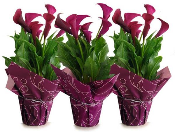 Calla kukka sisätiloissa calla hoito huonekasveja