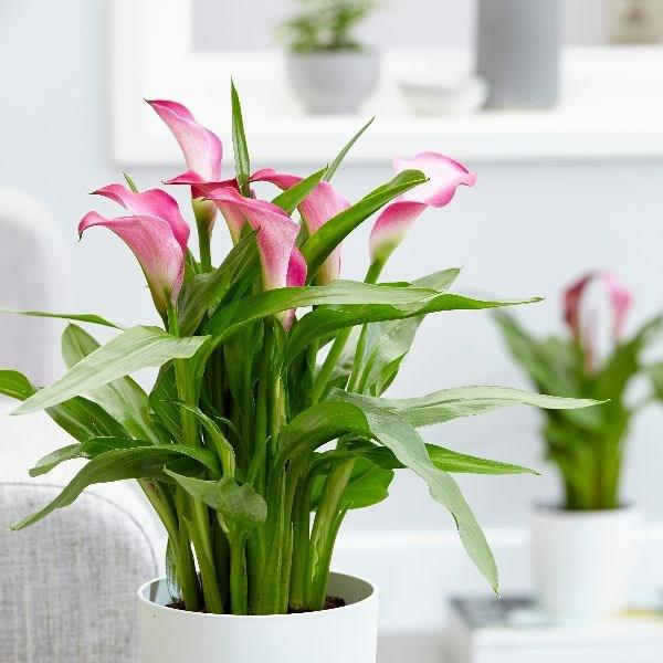 Calla ruukussa Calla -kukan hoito Sisäkallan hoito