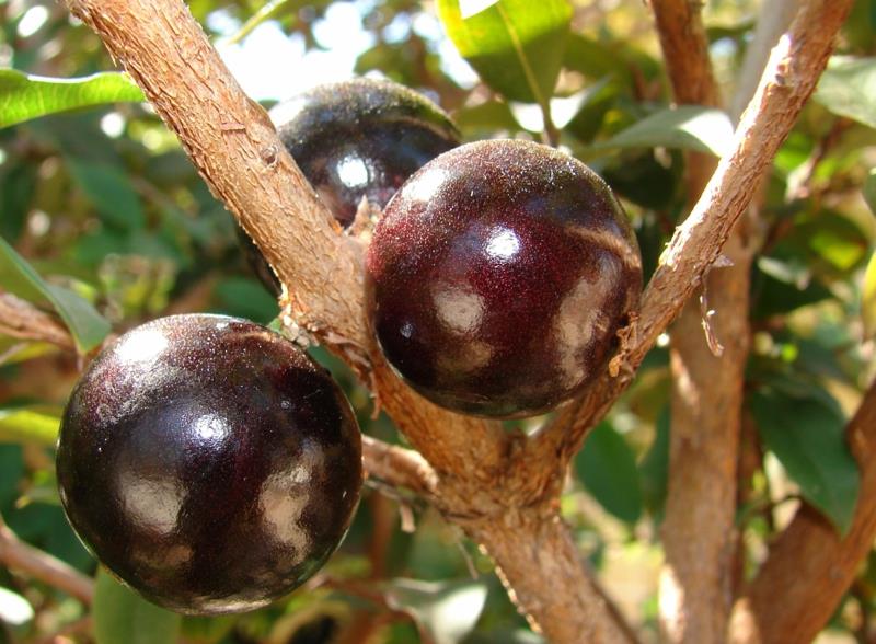 Camu Camu Myrciaria dubia pensas superhedelmä kypsä violetti-punainen