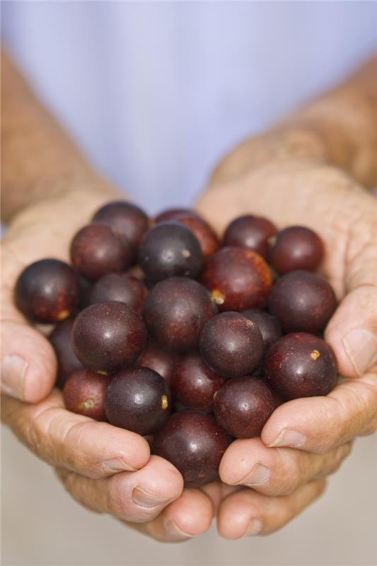 Camu Camu Myrciaria dubia Super hedelmä kourallinen
