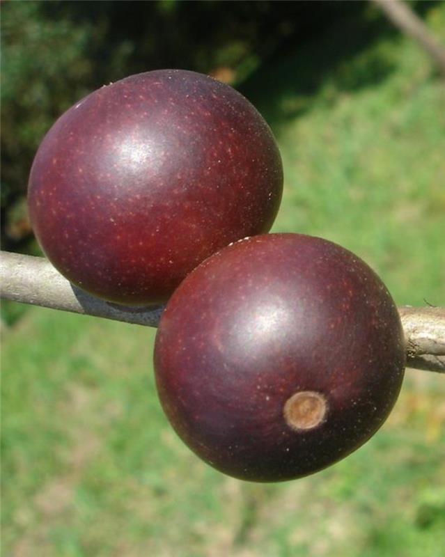 Camu Camu Myrciaria dubia Superhedelmät Brasiliasta ja Perusta