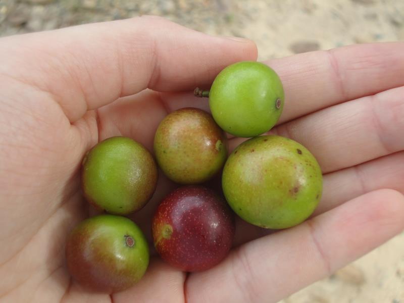 Camu Camu Myrciaria dubia Super hedelmä vihreä