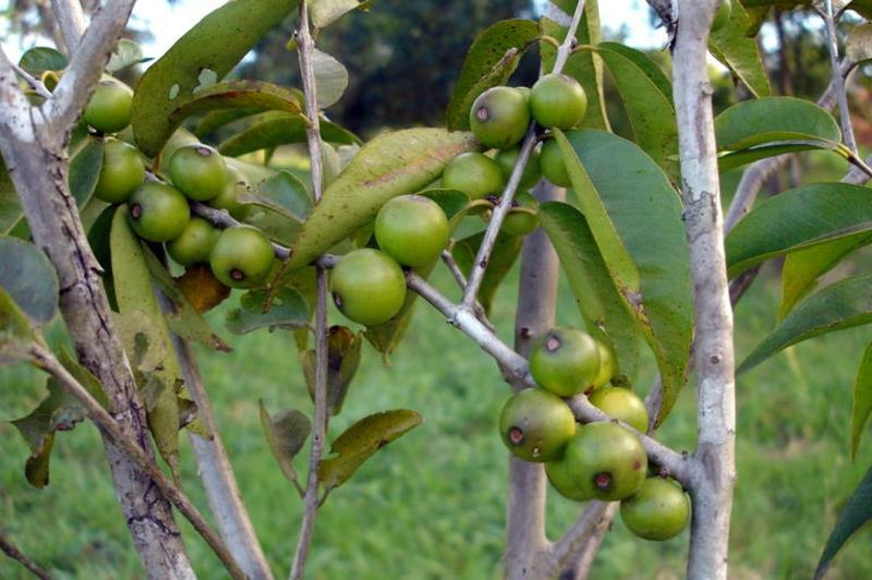 Camu Camu Myrciaria dubia Superhedelmät eivät ole vielä kypsiä
