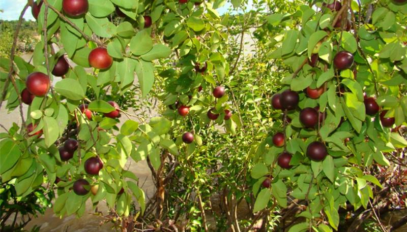 Camu Camu Myrciaria dubia superhedelmä
