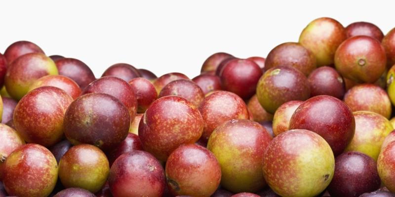 Camu Camu Myrciaria dubia pieni super hedelmä terveellistä elämää