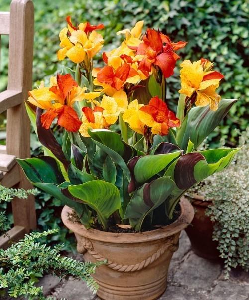 Canna potin koristeena terassille tai verannalle houkuttelevia puutarhakasveja, joissa on värikkäitä lehtiä