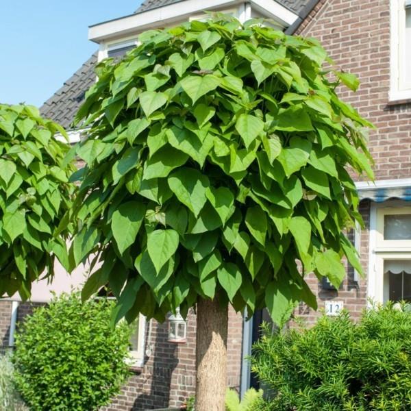 Catalpa bignoides 'Nana' -rummun etupiha