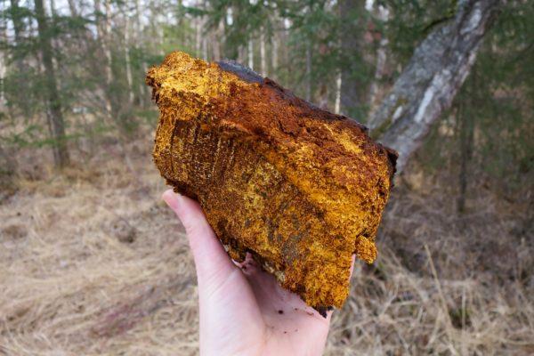 Chaga -tee innoittaa terveelliseen elämään