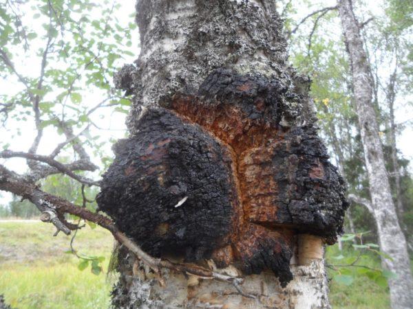 Chaga Tea Luontovinkkejä terveelliseen elämään