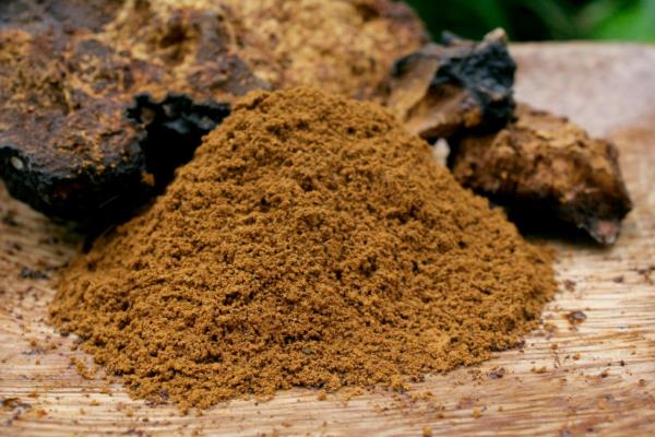 Chaga -teejauhe tummanruskea väri Chaga -sienen parantava voima luonnosta