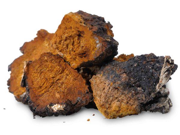 Chaga (Inonotus obliquus) - lääketieteellinen koivusieni